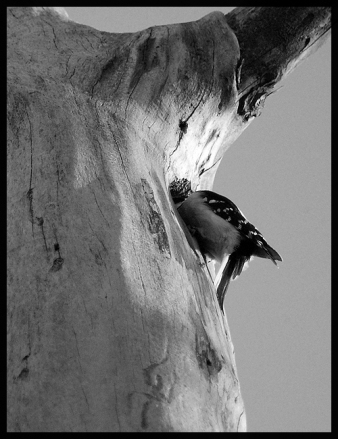 image of Downy Woodpecker in Tree